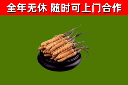 果洛烟酒回收冬虫夏草.jpg